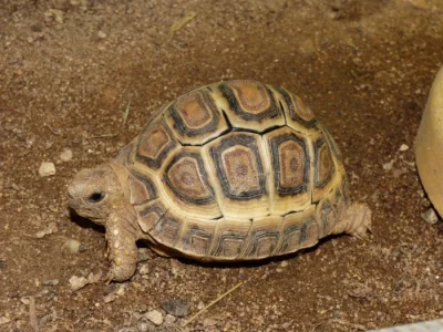 Želva pardálí (Stigmochelys pardalis)