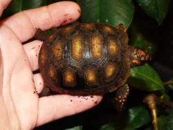 Želva uhlířská (Chelonoidis carbonaria)