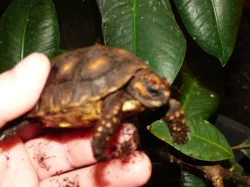 Želva uhlířská (Chelonoidis carbonaria)