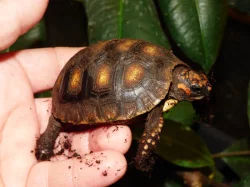 Želva uhlířská (Chelonoidis carbonaria)