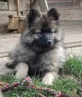 Německý špic vlčí / keeshond prodám štěňata s PP