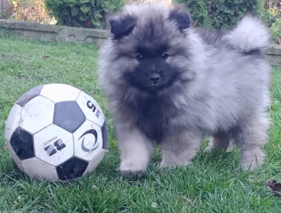 Německý špic vlčí / keeshond prodám štěňata s PP