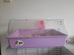 Prodávám dvě Morčátka