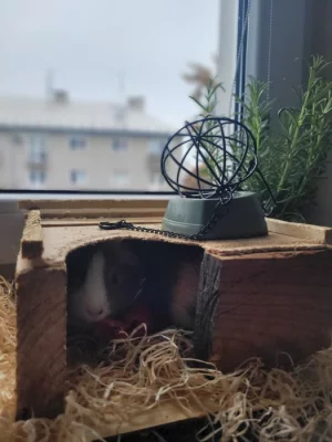 Prodávám dvě Morčátka