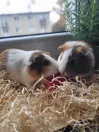 Prodávám dvě Morčátka