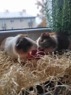 Prodávám dvě Morčátka