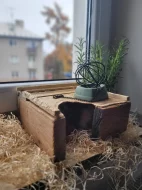 Prodávám dvě Morčátka