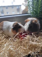 Prodávám dvě Morčátka