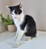 Kocourek Bobík hledá nový domov