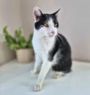 Kocourek Bobík hledá nový domov