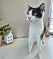 Kocourek Bobík hledá nový domov