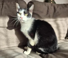 Kocourek Bobík hledá nový domov