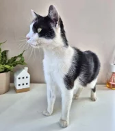 Kocourek Bobík hledá nový domov