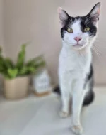 Kocourek Bobík hledá nový domov