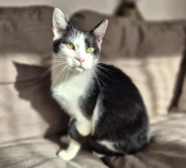 Kocourek Bobík hledá nový domov