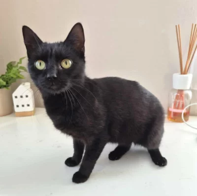 Kočička Astrid hledá nový domov