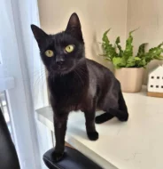 Kočička Astrid hledá nový domov