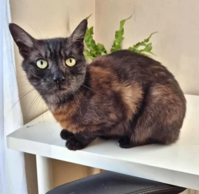 Kocourek Thor hledá nový domov