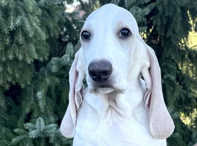 Porcelaine – štěně s PP