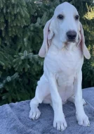 Porcelaine – štěně s PP