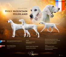 Porcelaine – štěně s PP