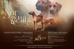 Rhodeský Ridgeback s PP