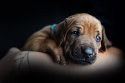 Rhodeský Ridgeback s PP