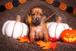 Rhodeský Ridgeback s PP