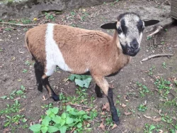 Ovečka a beránek, kamerunky