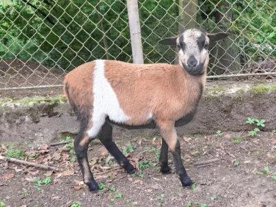 Ovečka a beránek, kamerunky