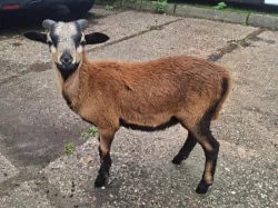 Ovečka a beránek, kamerunky