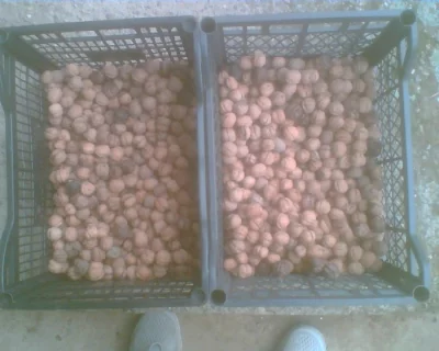 Vlašské ořechy neloupané sběr 2025