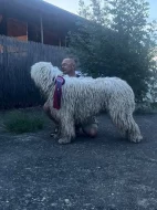 Komondor