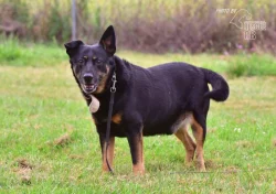 Darujeme opuštěného křížence