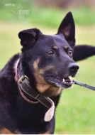 Darujeme opuštěného křížence