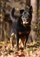 Darujeme opuštěného křížence