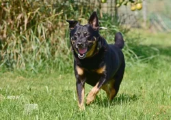 Darujeme opuštěného křížence