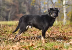 Darujeme nalezeného křížence