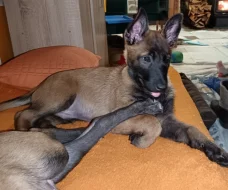 ChS nabízí pejsky belgického ovčáka malinoise