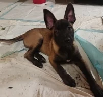 ChS nabízí pejsky belgického ovčáka malinoise