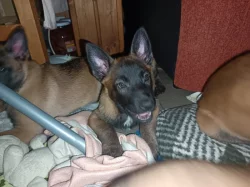 ChS nabízí pejsky belgického ovčáka malinoise