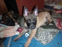 ChS nabízí pejsky belgického ovčáka malinoise