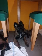ChS nabízí pejsky belgického ovčáka malinoise