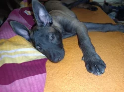 ChS nabízí pejsky belgického ovčáka malinoise