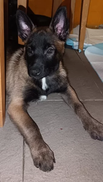 ChS nabízí pejsky belgického ovčáka malinoise