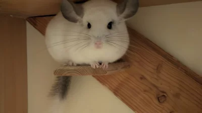 Činčila white ebony sameček