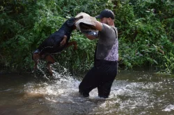 Dobrman - štěňata s PP, možnost rezervace