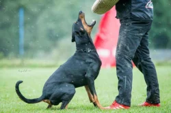 Dobrman - štěňata s PP, možnost rezervace