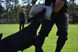 Dobrman - štěňata s PP, možnost rezervace