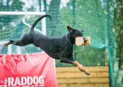 Dobrman - štěňata s PP, možnost rezervace